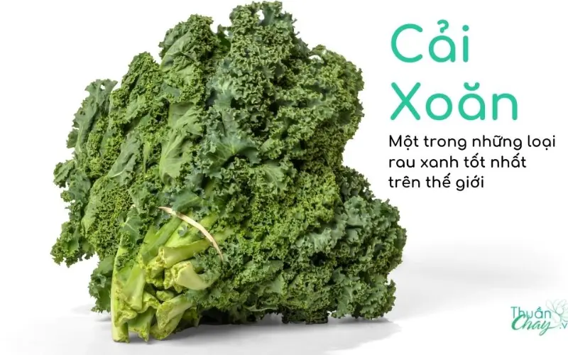 Cải xoăn thực phẩm dồi dàu dinh dưỡng