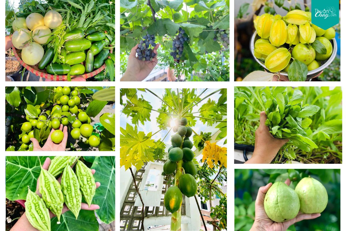 Vườn cây trên sân thượng