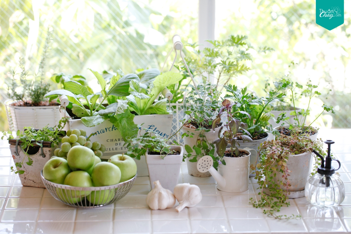 Hãy bắt đầu "vườn rau trên sân thượng" của riêng bạn