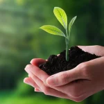 mật táo đỏ tâm an