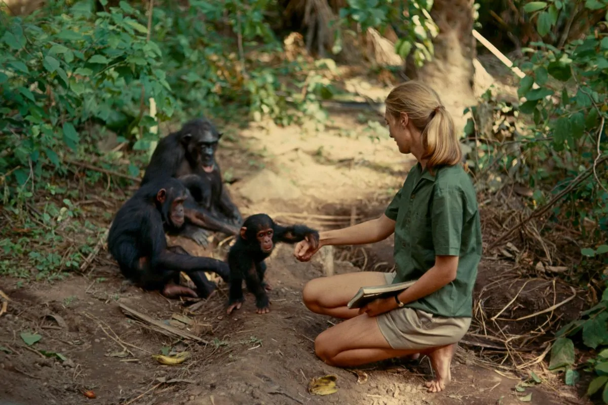 Jane Goodall
