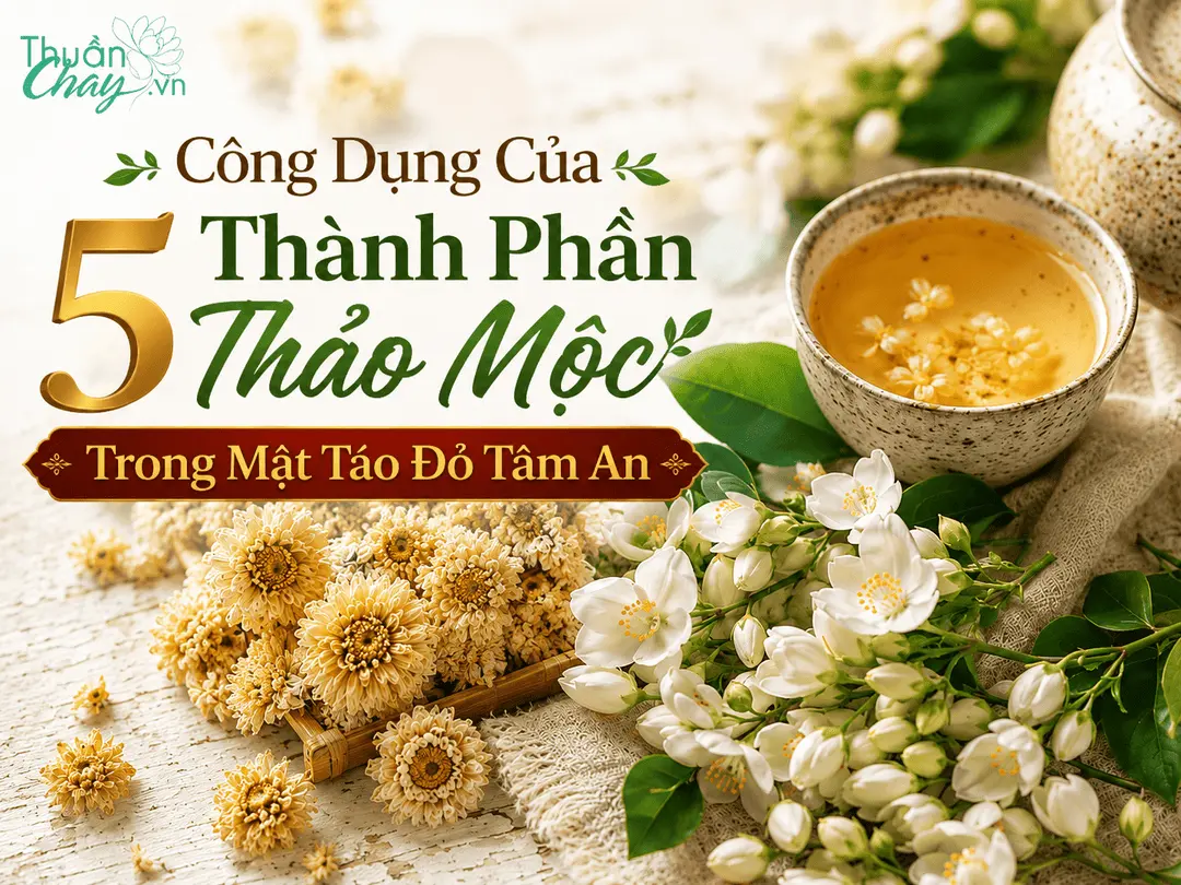 Công Dụng Của 5 Thành Phần Thảo Mộc Trong Mật Táo Đỏ Tâm An 5 Công dụng của 5 thành phần thảo mộc trong Mật táo đỏ Tâm An
